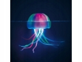 meduza1.jpg