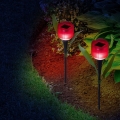 tulipanczaer1.jpg