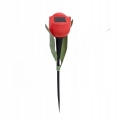 tulipanczer.jpg